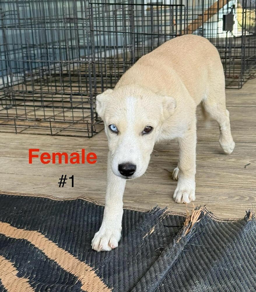Mixed Breed Puppy female #1, a Adoptable Mixed Breed in Chattanooga, TN image 2/2