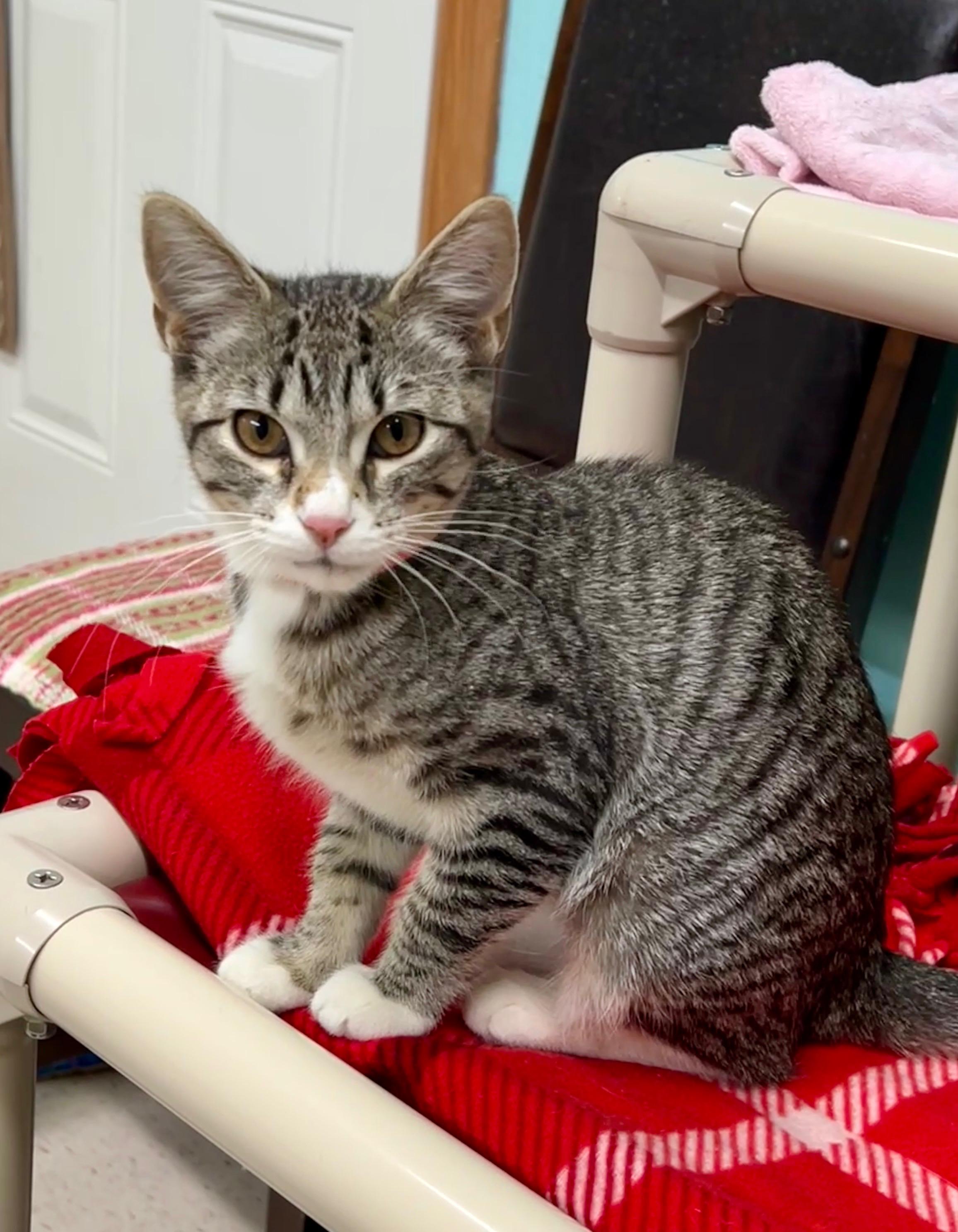 Meredith, adopted, Young Female Domestic Short Hair.