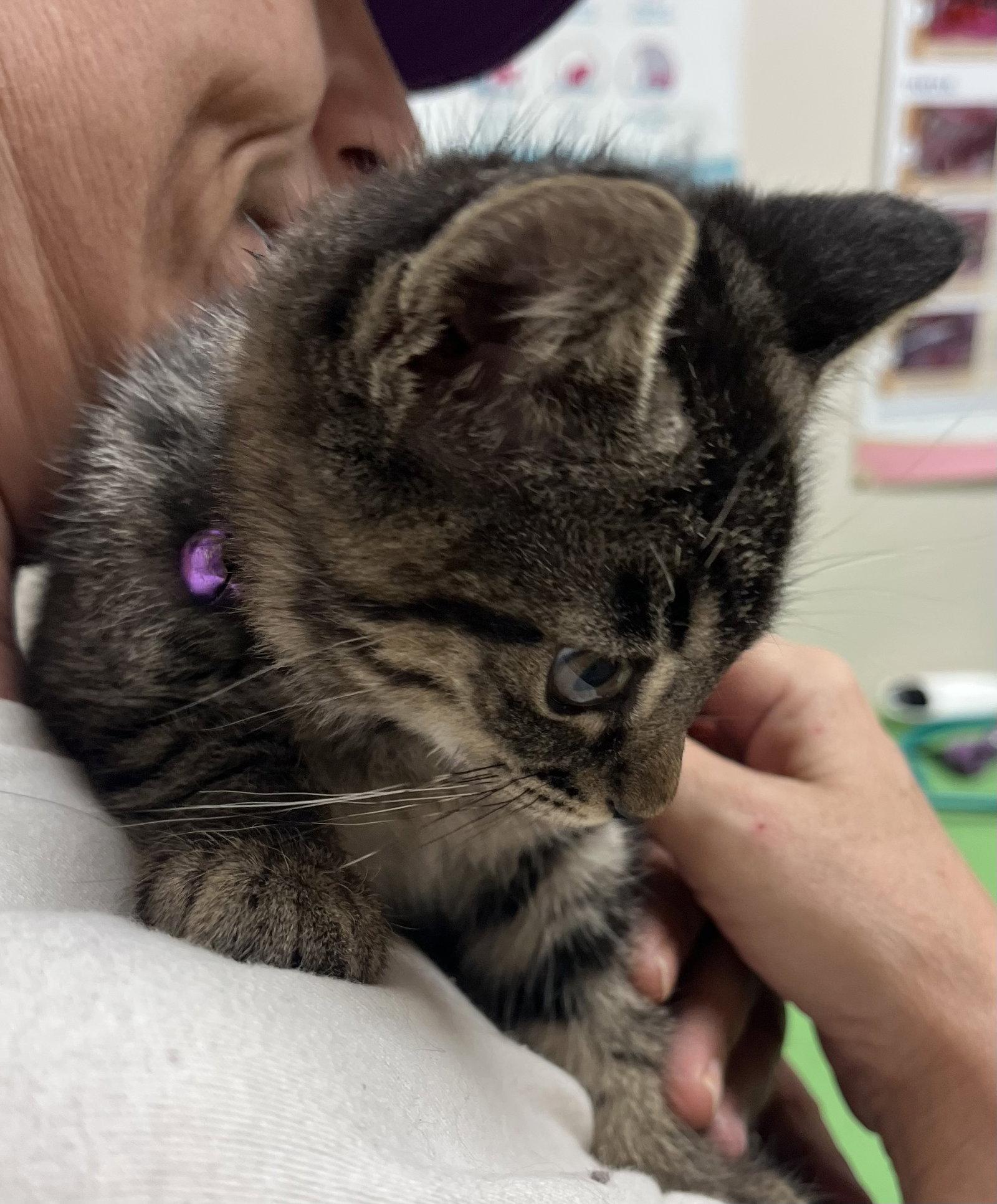 POPLAR, Adoptable, Kitten Female Tabby & Domestic Short Hair.