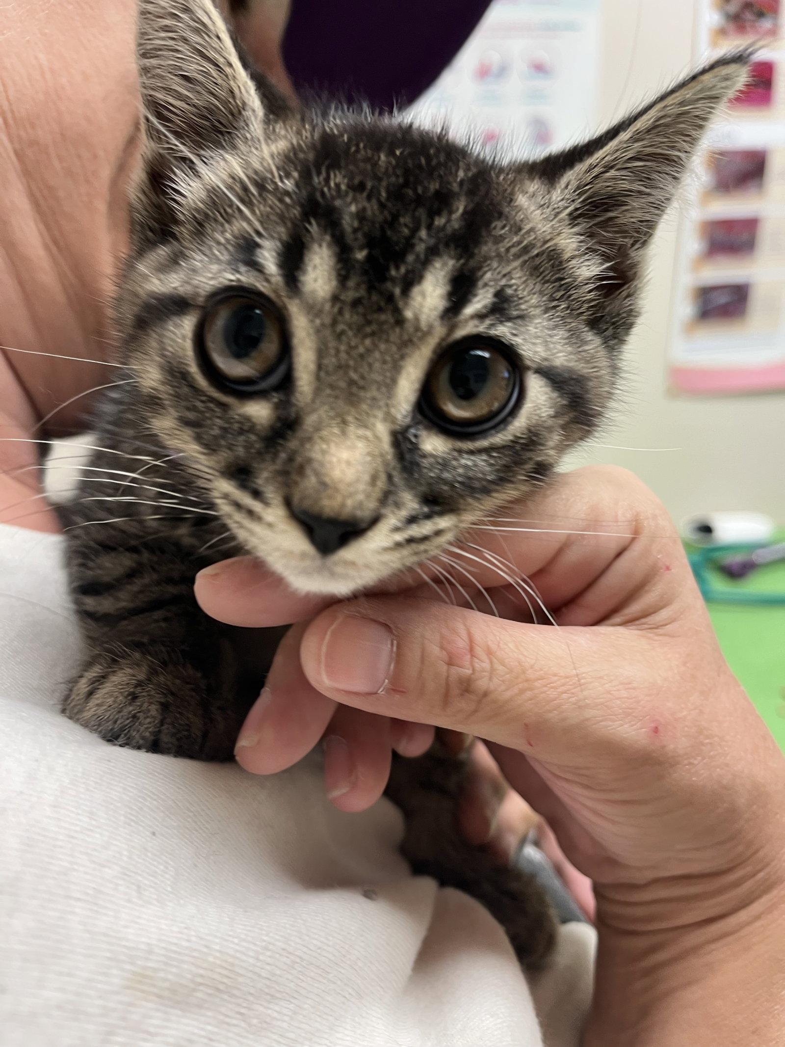 Enlarge POPLAR, a Adoptable mixed breed in Minesing, ON image 2/3