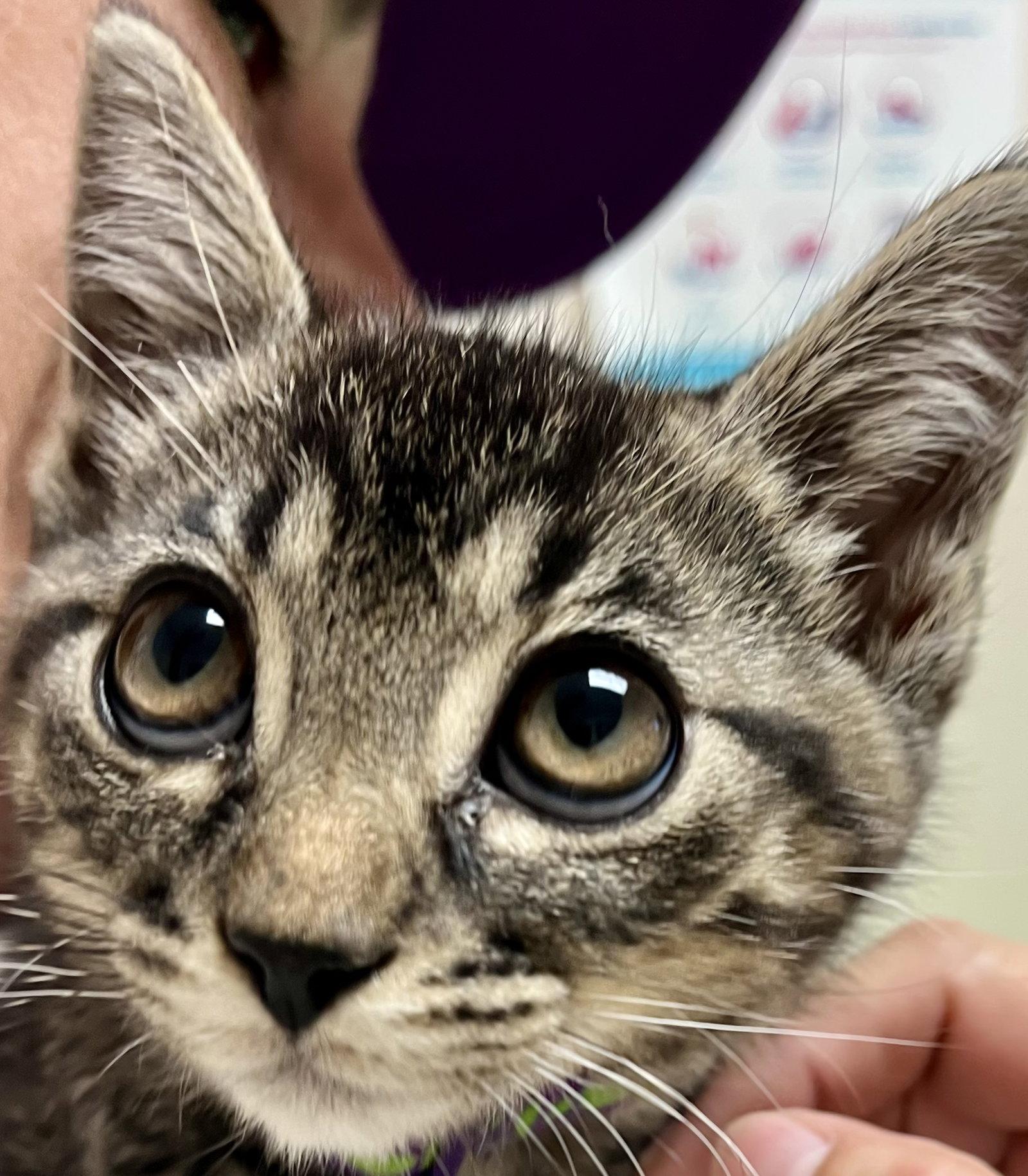 Enlarge POPLAR, a Adoptable mixed breed in Minesing, ON image 3/3