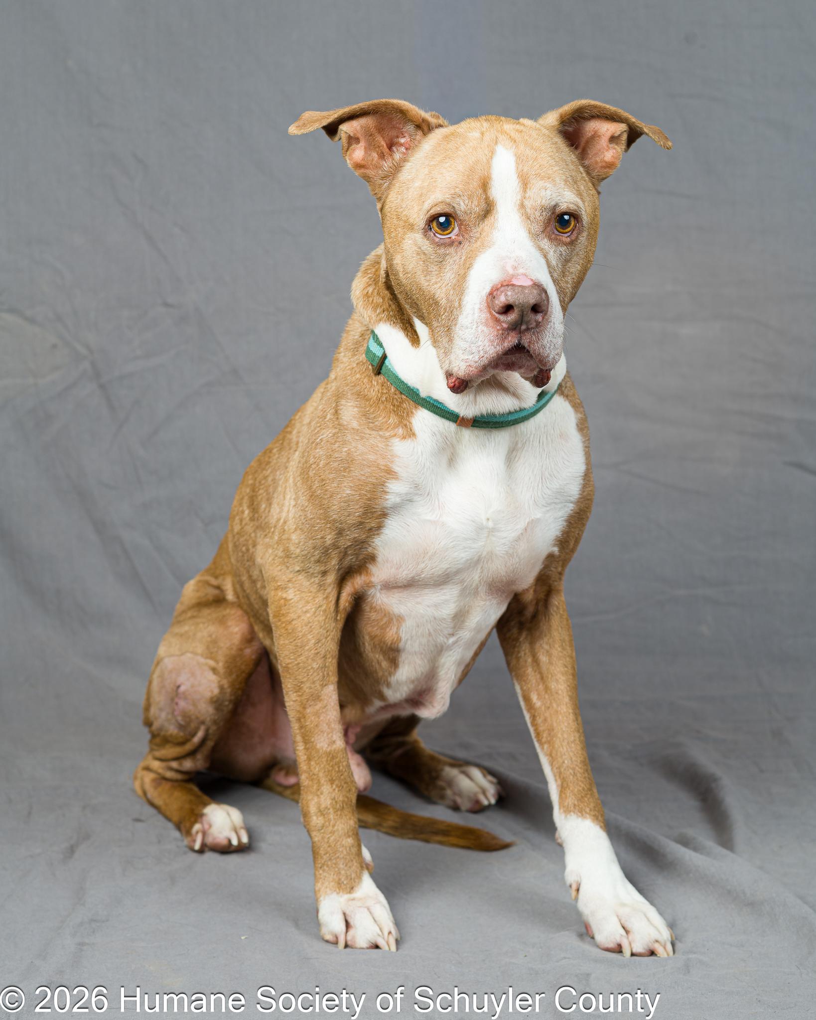 Enlarge Zeke, a Adoptable mixed breed in Montour Falls, NY image 3/3