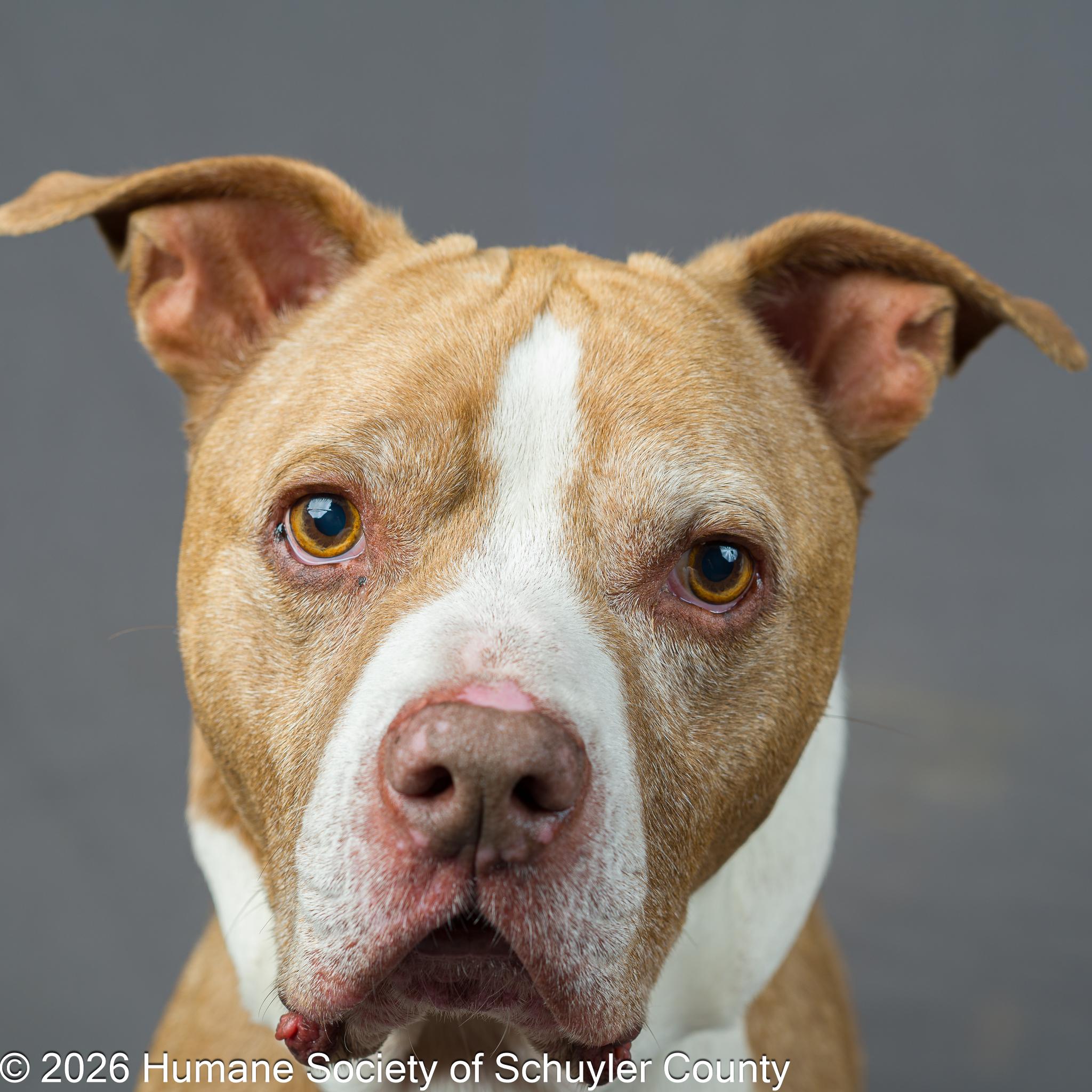 Enlarge Zeke, a Adoptable mixed breed in Montour Falls, NY image 1/3