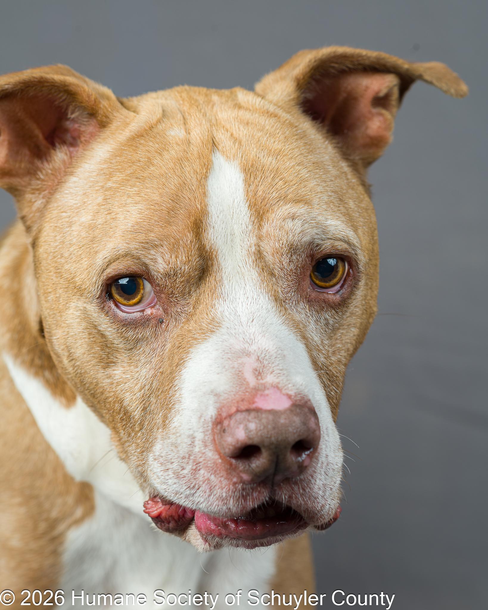 Enlarge Zeke, a Adoptable mixed breed in Montour Falls, NY image 2/3