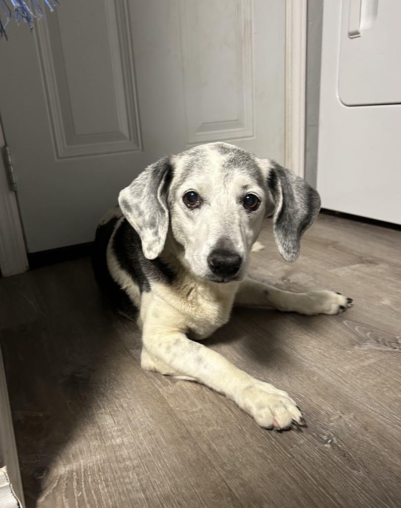 Willow, Senior Female Basset Hound