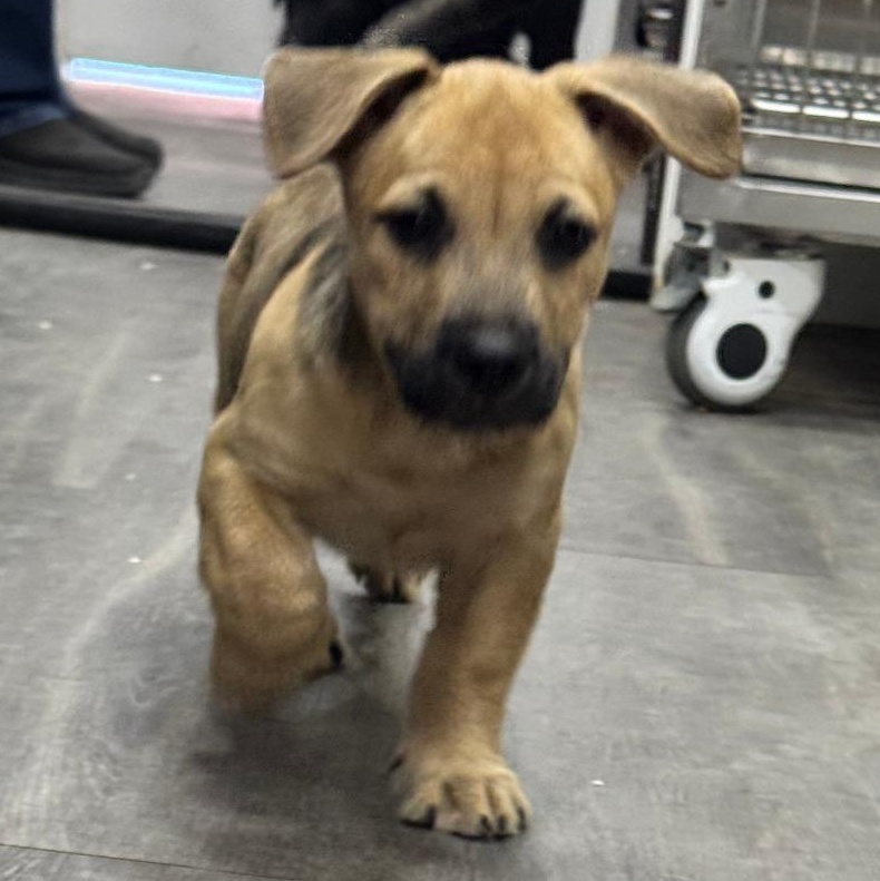 Enlarge Tootsie Roll, a Adoptable mixed breed in Buffalo, NY image 4/4