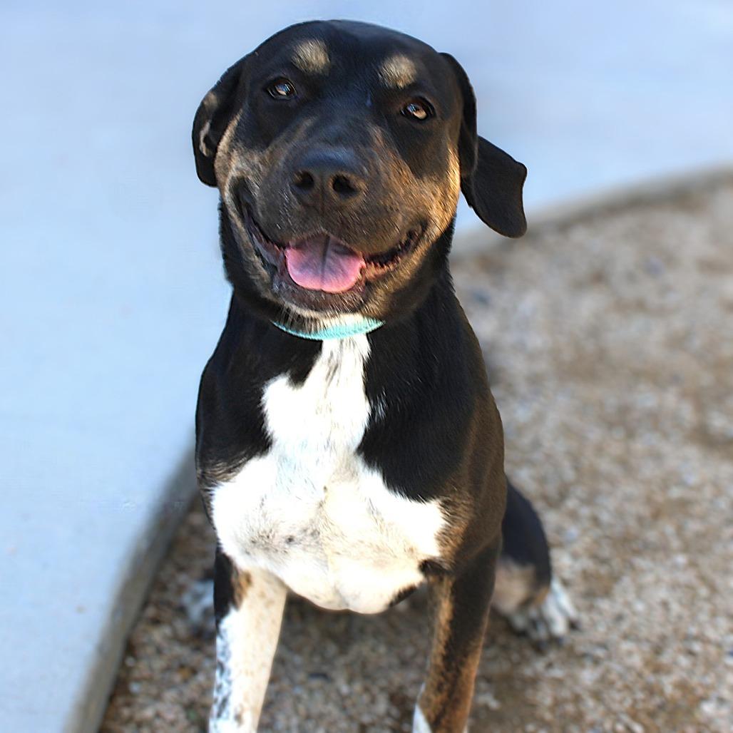 Layla, Adoptable, Young Female Mixed Breed.