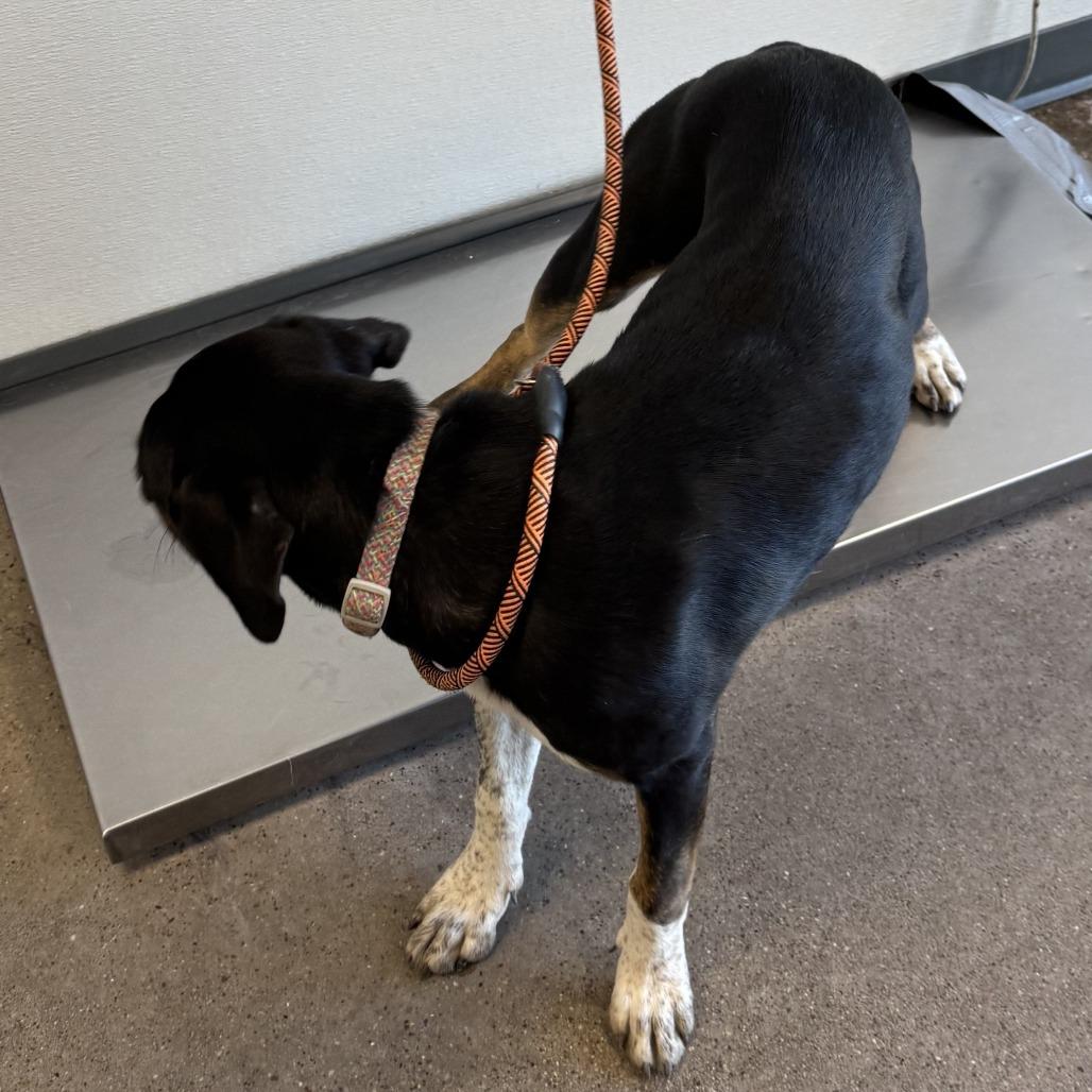 Enlarge Layla, a Adoptable Mixed Breed in Las Cruces, NM image 2/6