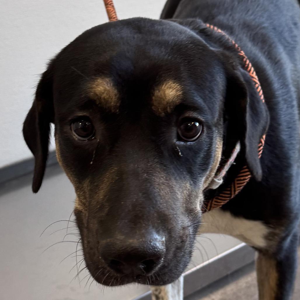 Enlarge Layla, a Adoptable Mixed Breed in Las Cruces, NM image 3/6