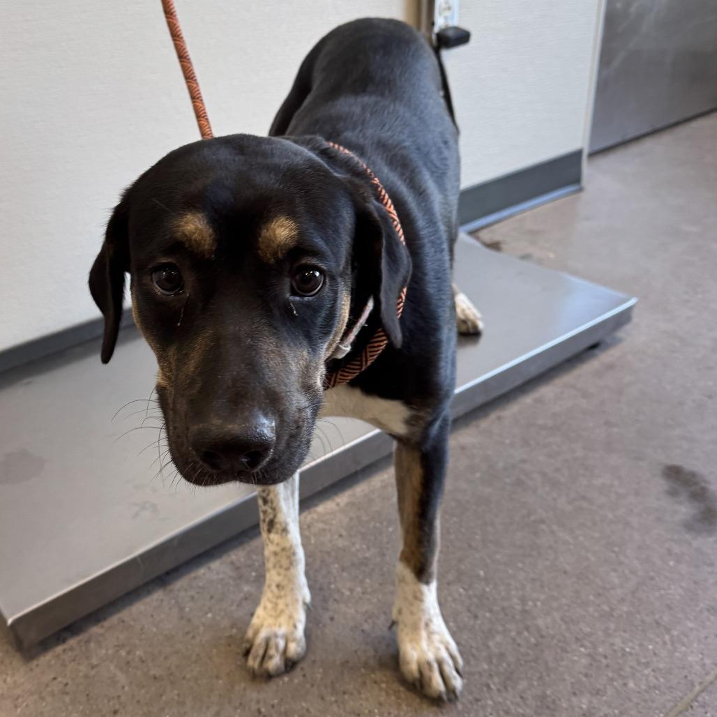 Enlarge Layla, a Adoptable Mixed Breed in Las Cruces, NM image 5/6