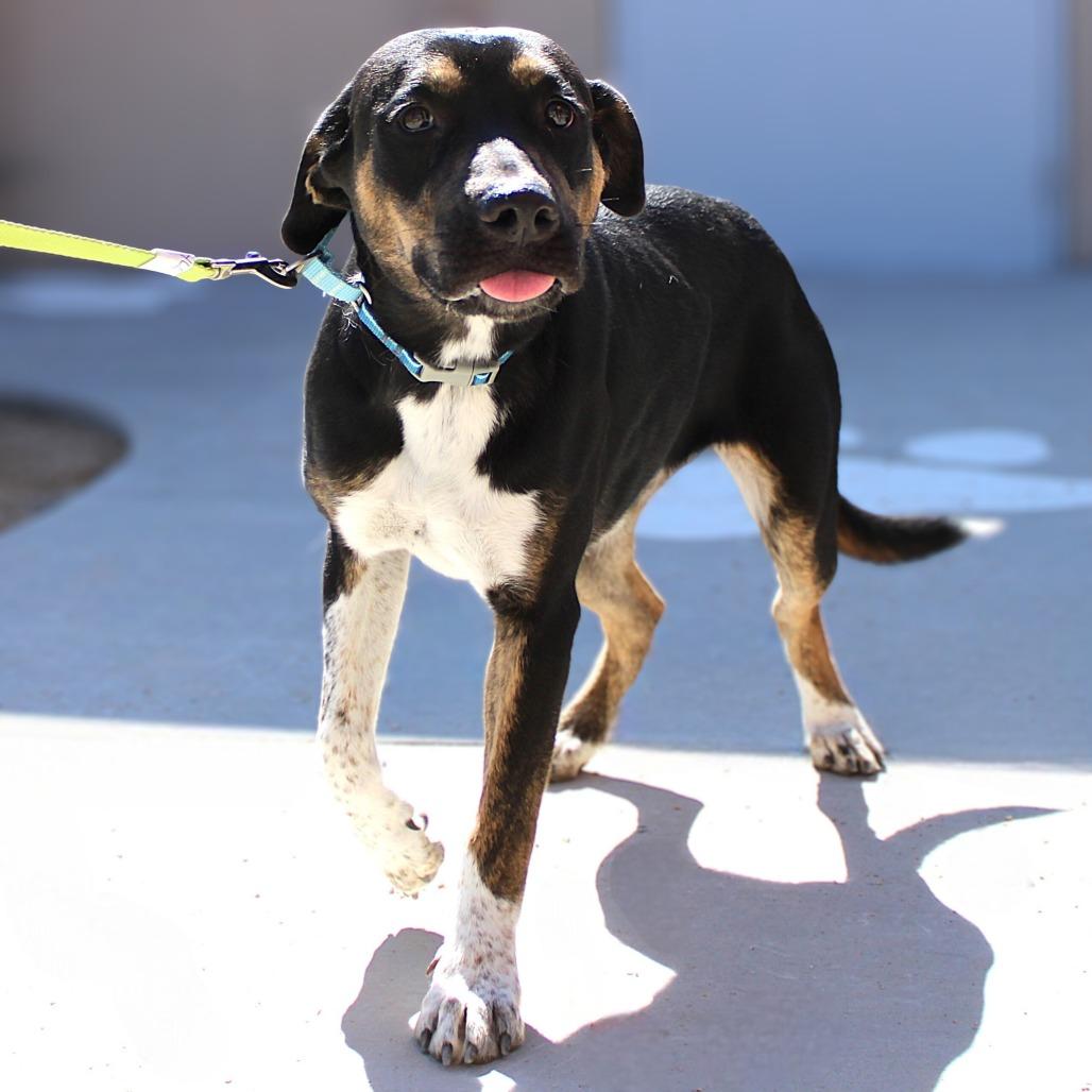 Enlarge Layla, a Adoptable Mixed Breed in Las Cruces, NM image 6/6