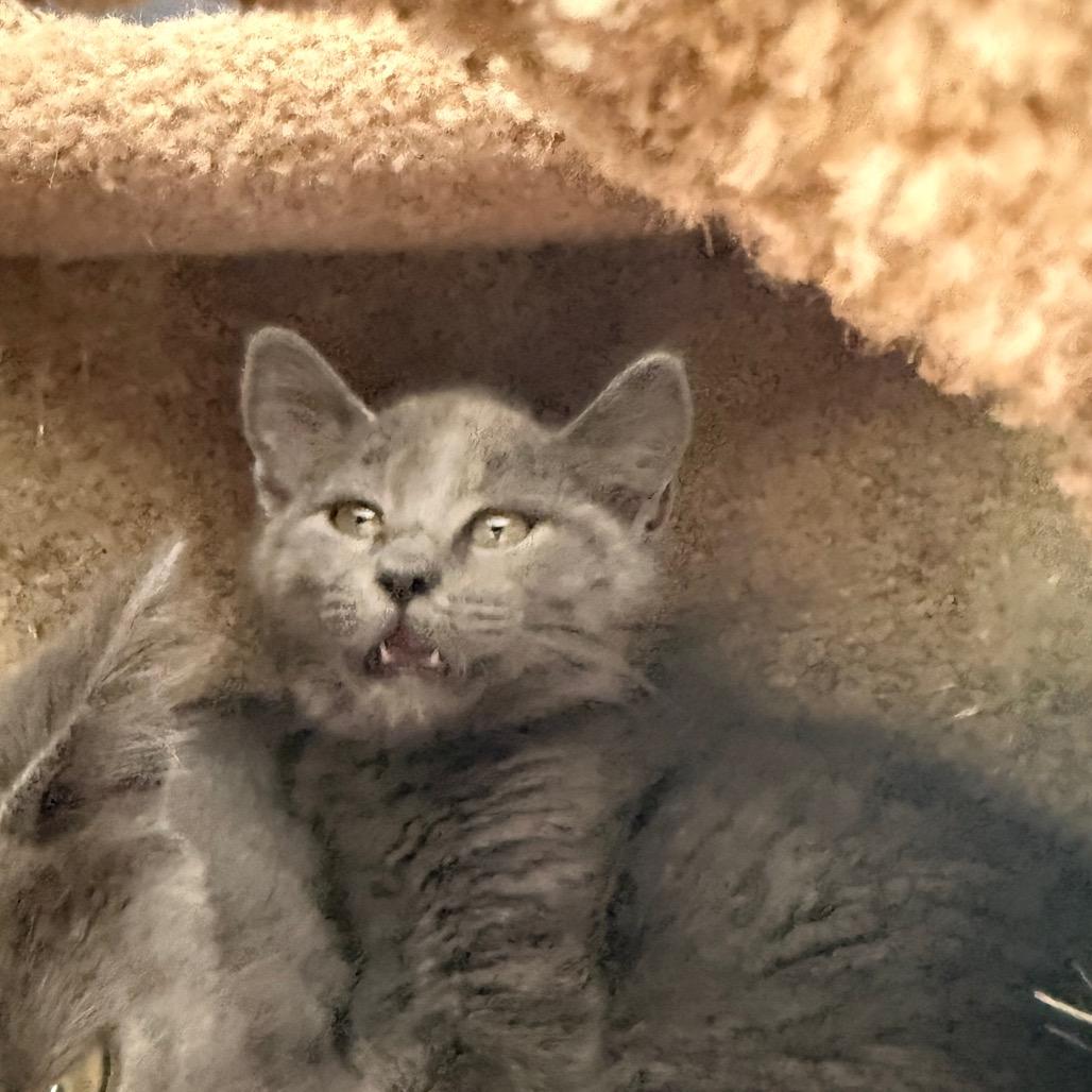 Bristol, Adoptable, Kitten Female Domestic Medium Hair & Russian Blue.