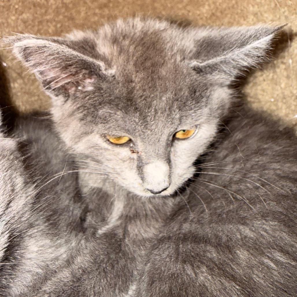 Enlarge Bristol, a Adoptable mixed breed in Huntsville, AL image 3/4