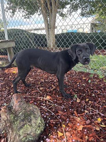 WYATT, Adoptable, Young Male Labrador Retriever & Mixed Breed.