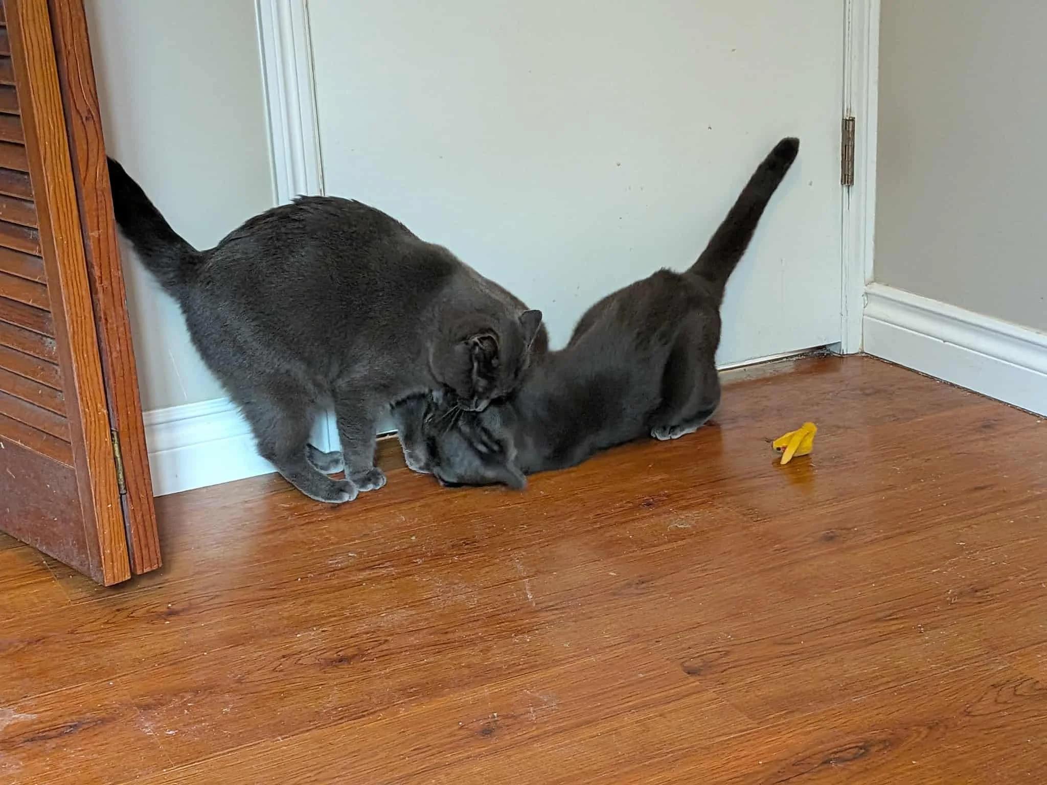 J Kitty & Ben, a Adoptable Domestic Short Hair in Abbotsford, BC image 2/5