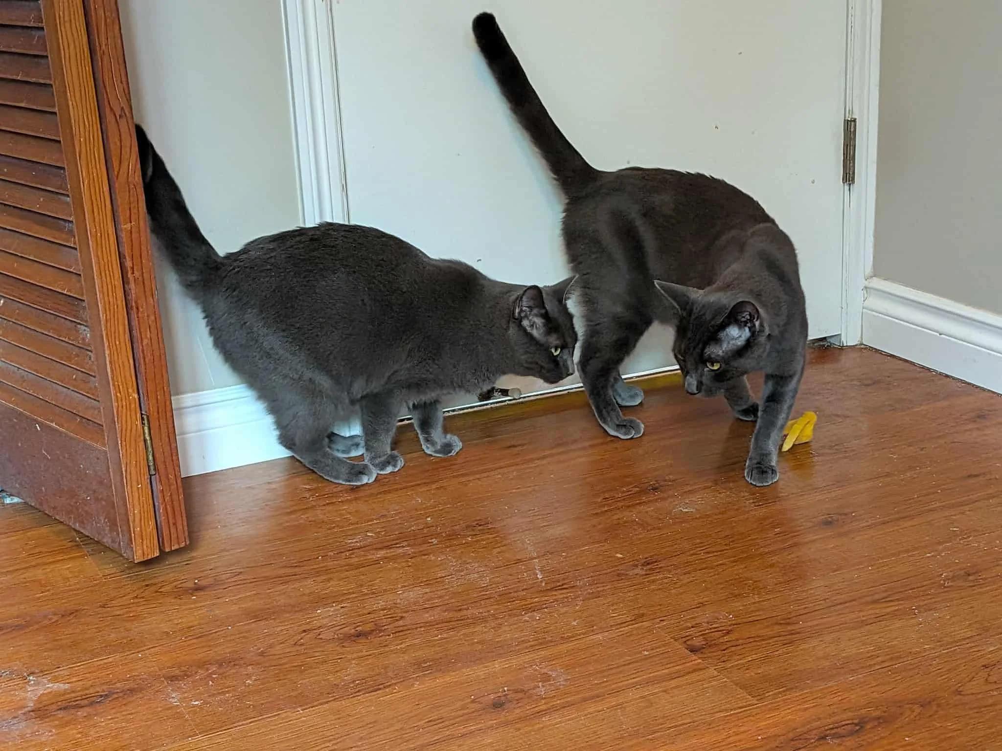 J Kitty & Ben, a Adoptable Domestic Short Hair in Abbotsford, BC image 3/5