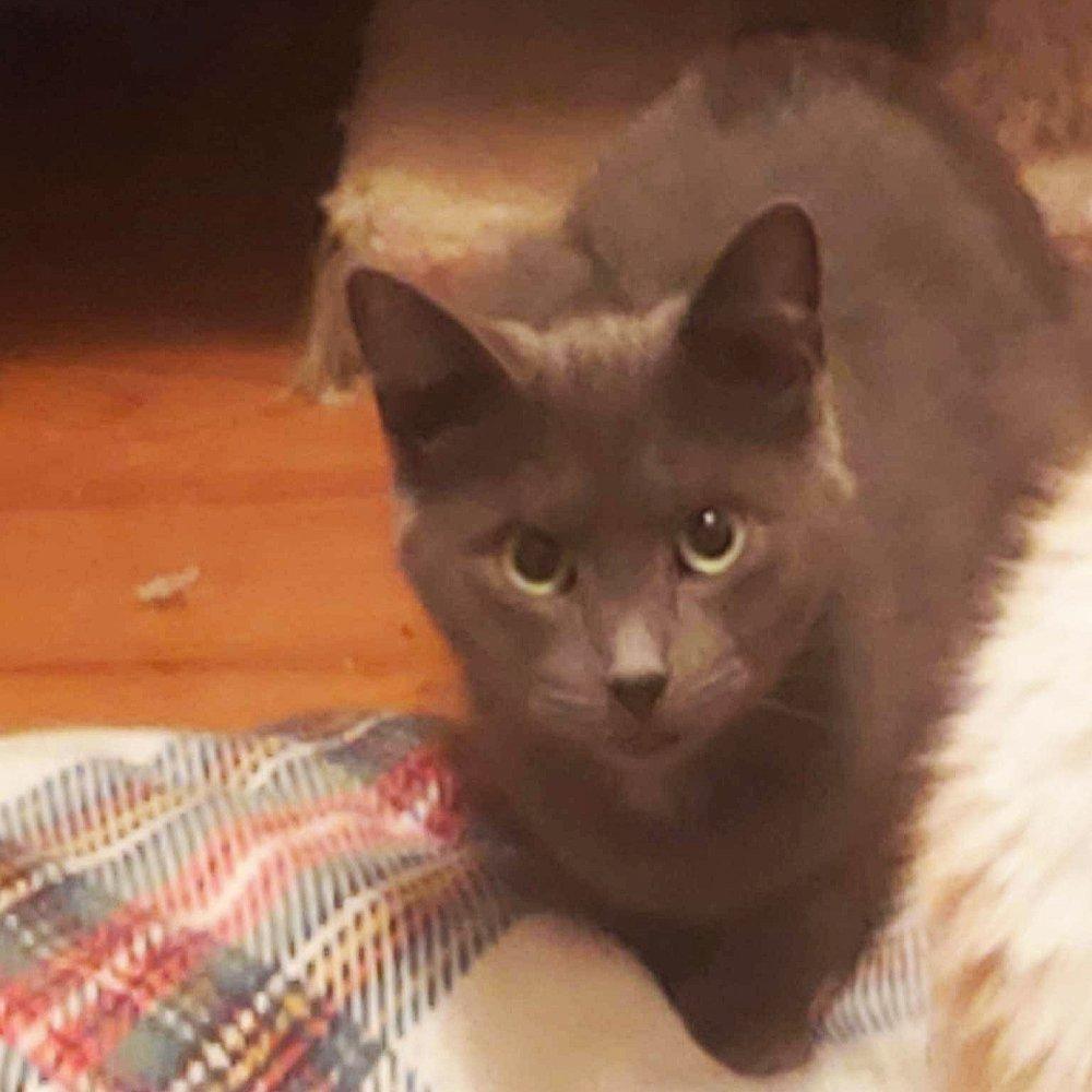 J Kitty