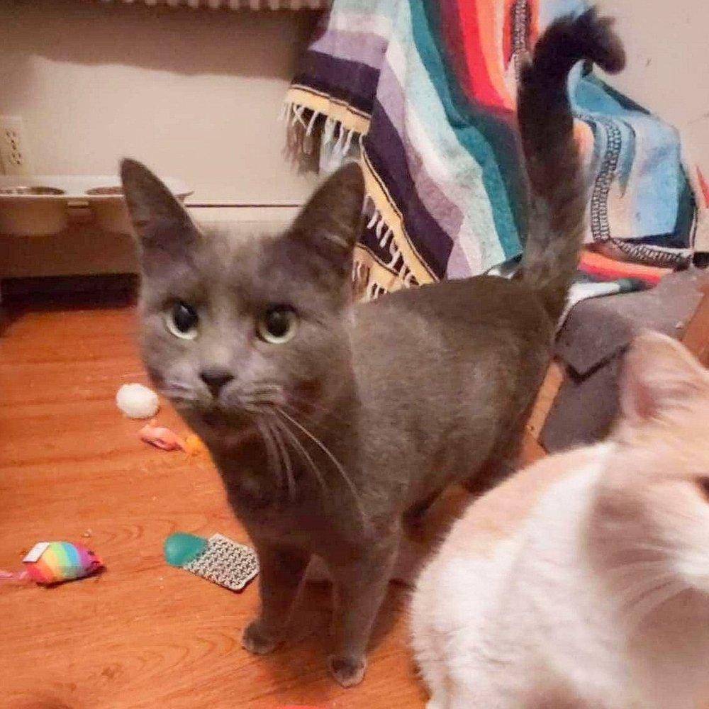 J Kitty & Ben, a Adoptable Domestic Short Hair in Abbotsford, BC image 5/5