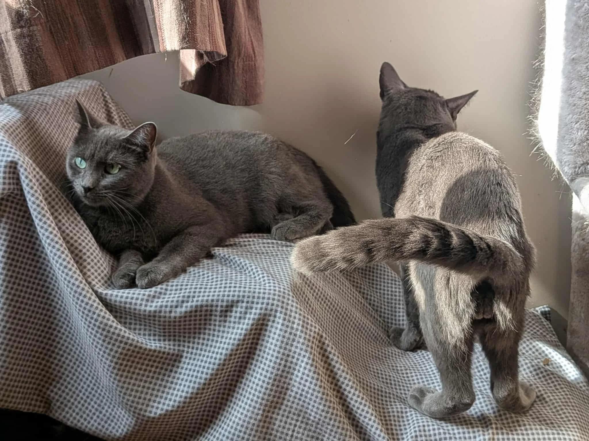 J Kitty & Ben, Adoptable, Adult Female Domestic Short Hair.