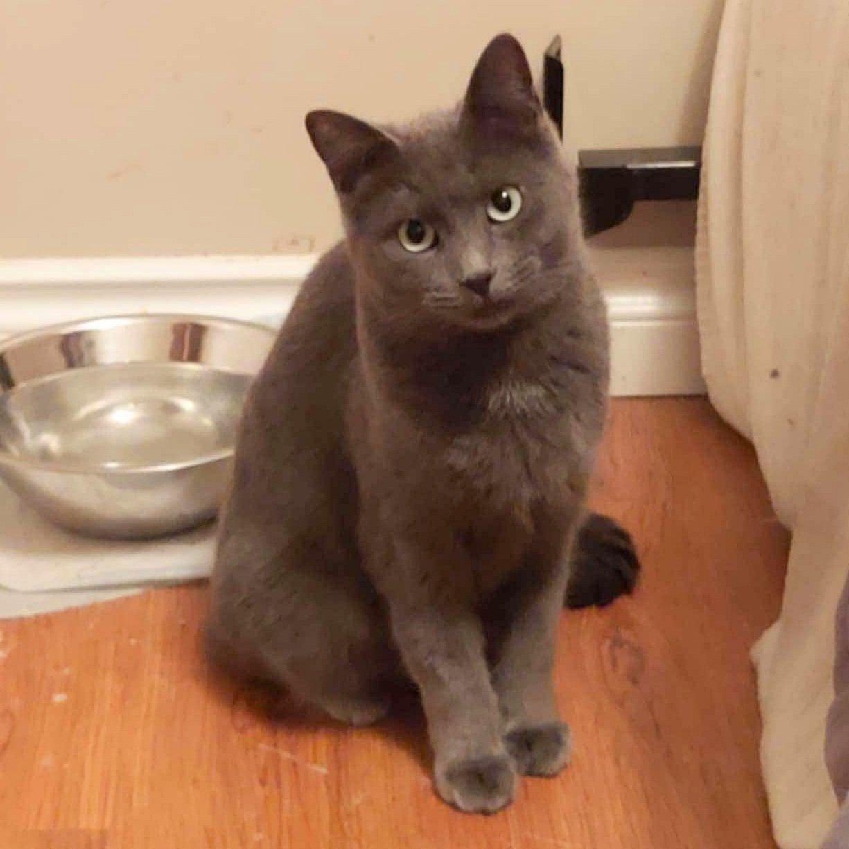 J Kitty, Adult Female Domestic Short Hair
