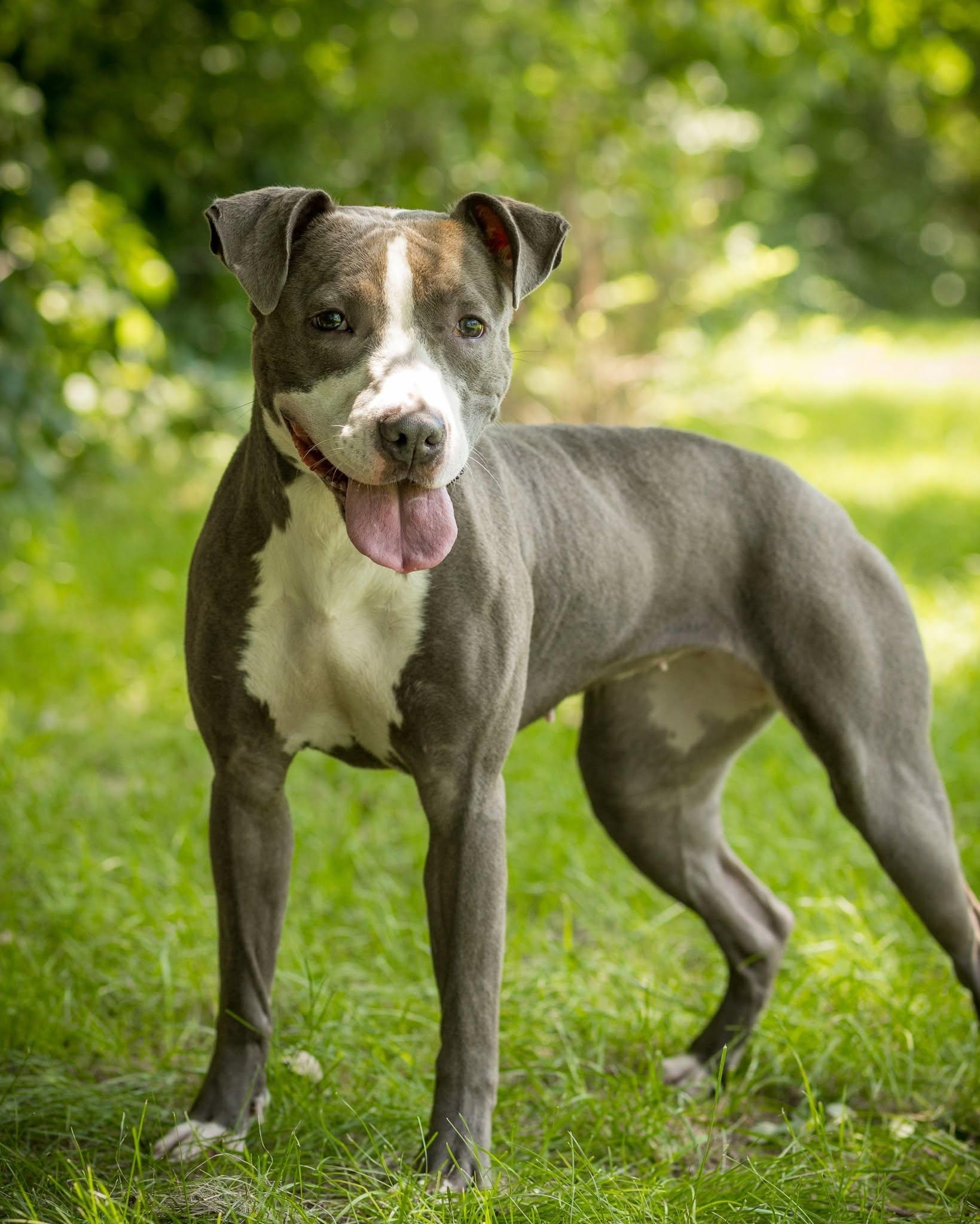 Enlarge STORMY (0062), a ADOPTABLE mixed breed in Bridgeport, CT image 1/1