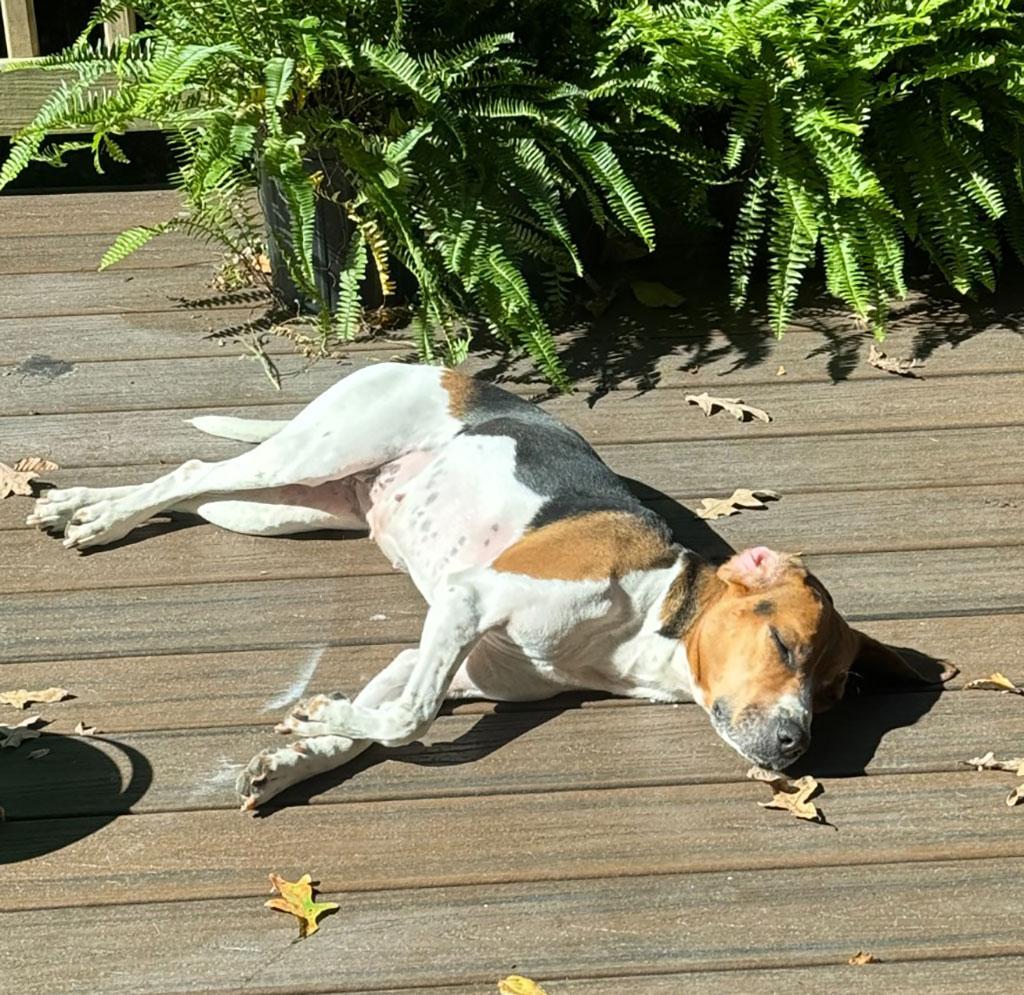 Enlarge Adopted! Suki, an adopted mixed breed in Bowie, MD image 3/4