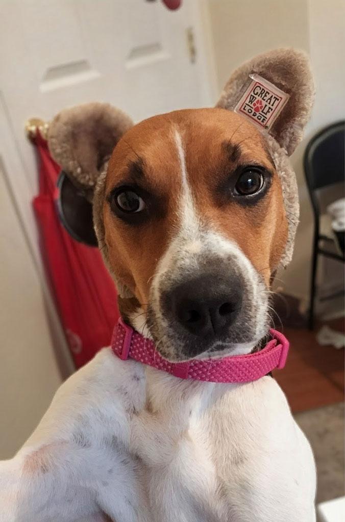 Enlarge Adopted! Suki, an adopted mixed breed in Bowie, MD image 4/4