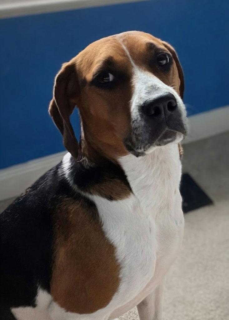 Enlarge Adopted! Suki, an adopted mixed breed in Bowie, MD image 1/4