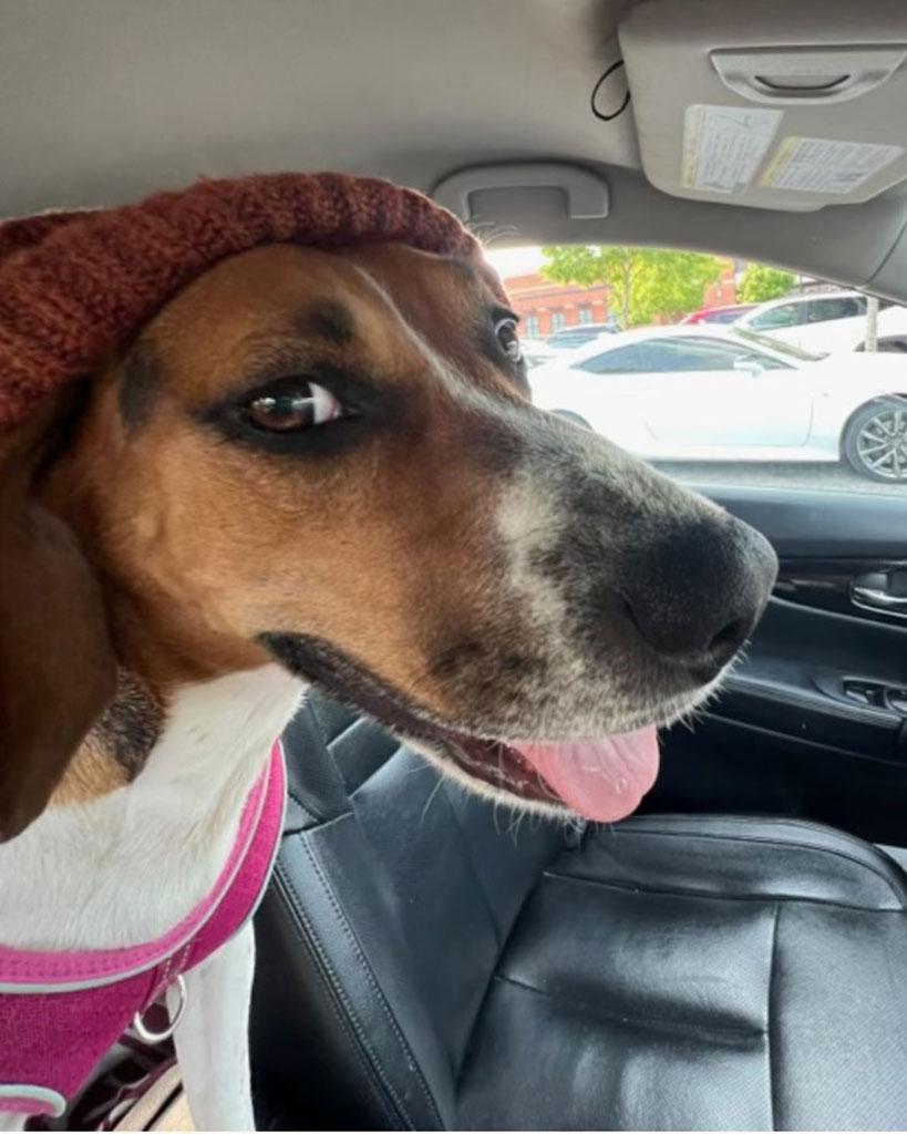 Enlarge Adopted! Suki, an adopted mixed breed in Bowie, MD image 2/4