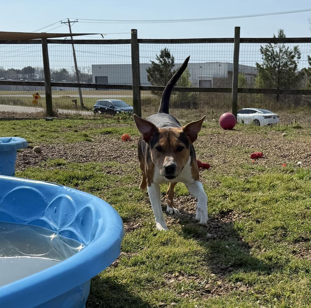 GINGER, Adoptable, Adult Female Beagle & Hound.