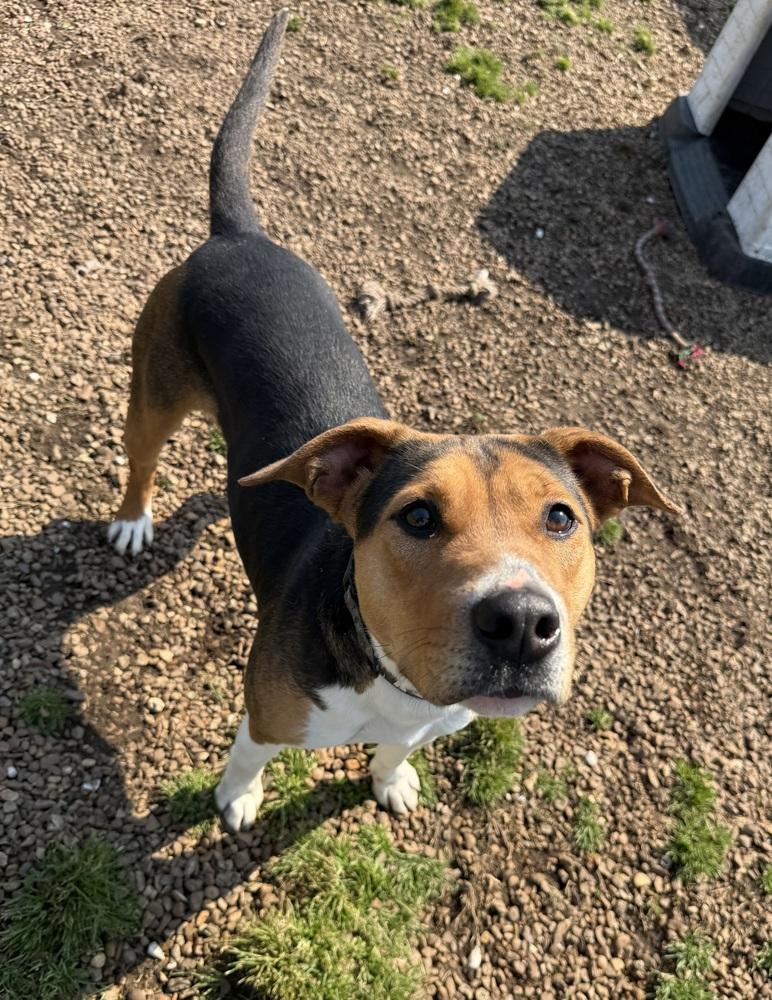 Enlarge GINGER, a Adoptable mixed breed in Lexington, TN image 2/6