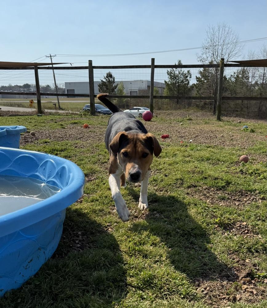 Enlarge GINGER, a Adoptable mixed breed in Lexington, TN image 4/6