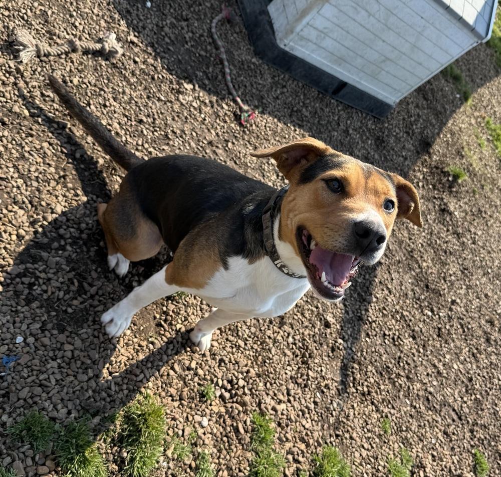 Enlarge GINGER, a Adoptable mixed breed in Lexington, TN image 5/6