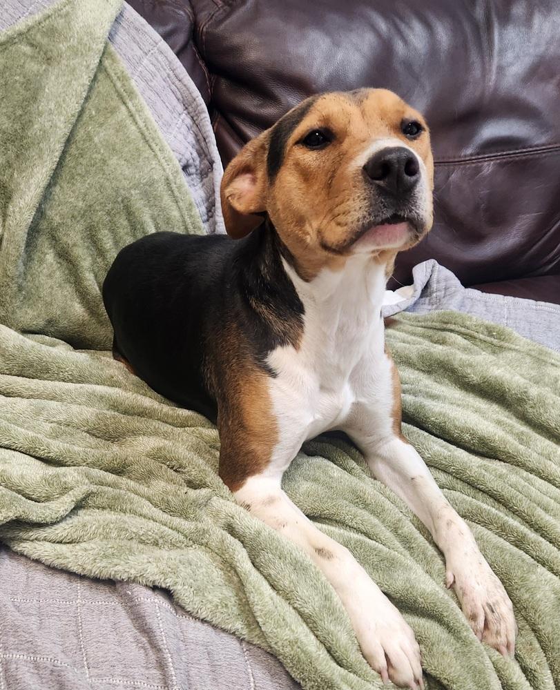 GINGER, Adoptable, Adult Female Beagle & Hound.