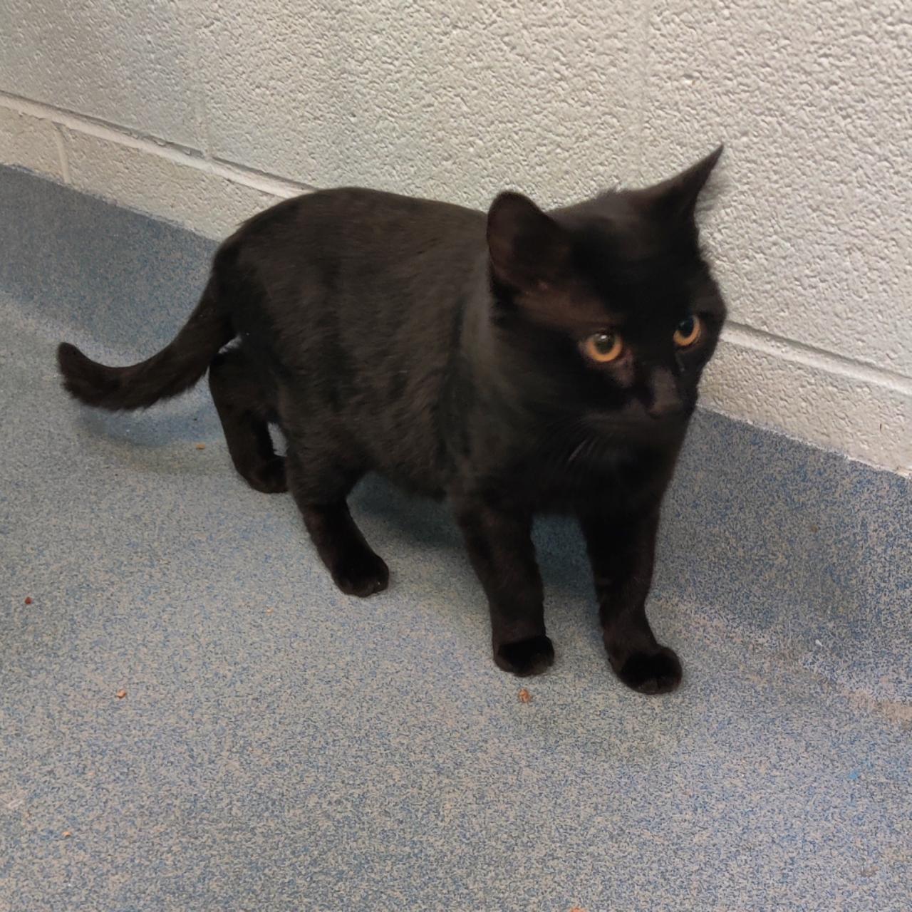Enlarge Edward Cullen (Adoption Fee Sponsored), a Adoptable Domestic Short Hair in Berryville, VA image 1/2