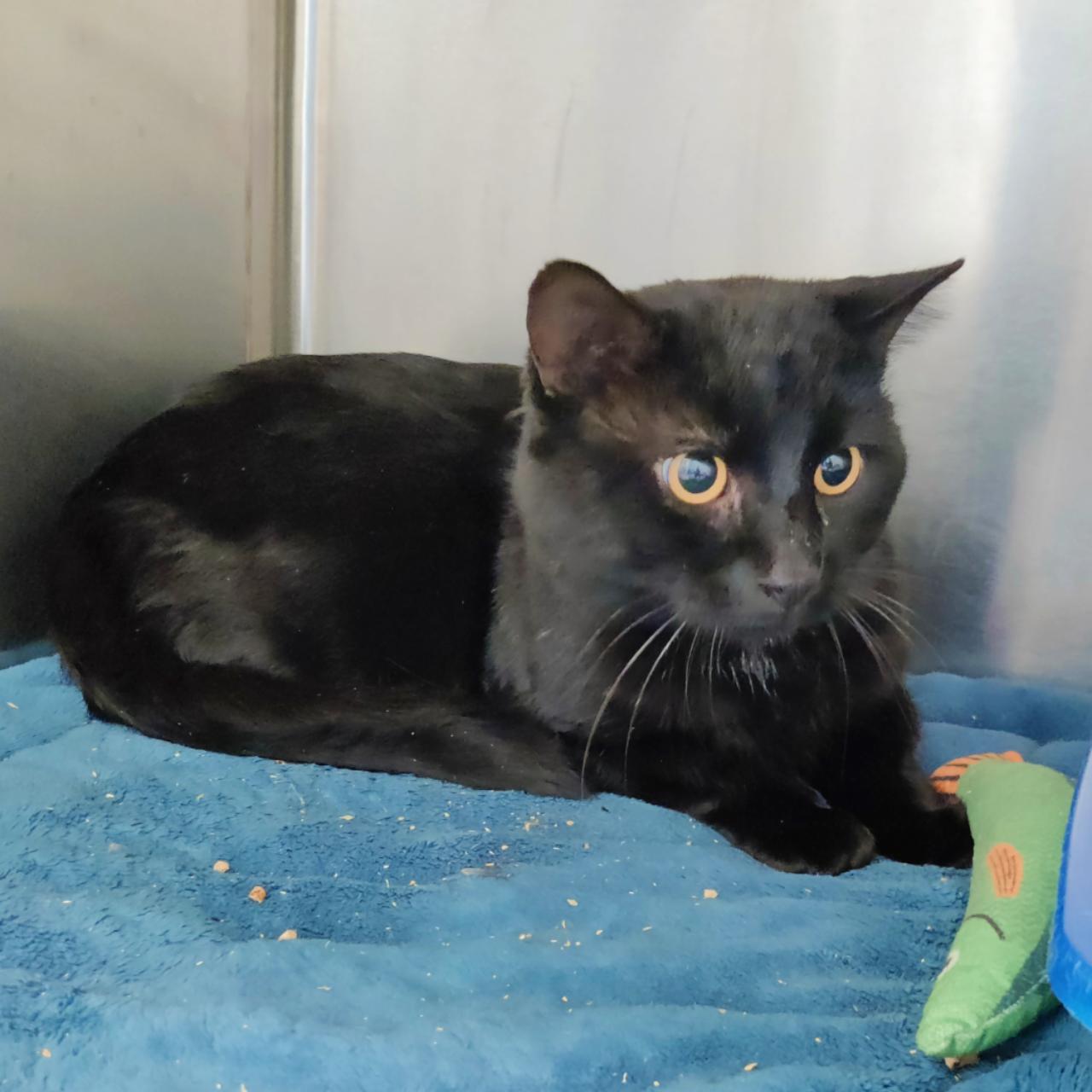 Enlarge Edward Cullen (Adoption Fee Sponsored), a Adoptable Domestic Short Hair in Berryville, VA image 2/2