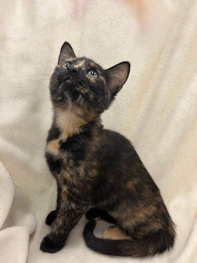 Enlarge Reba, a Adopted Domestic Medium Hair in Phoenix, AZ image 2/6