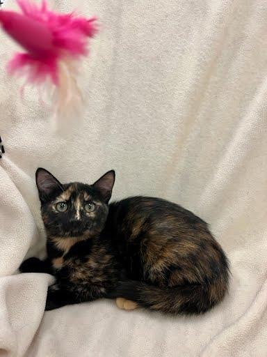 Reba, Adopted, Kitten Female Domestic Medium Hair.