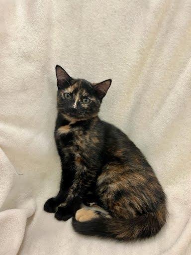 Enlarge Reba, a Adopted Domestic Medium Hair in Phoenix, AZ image 6/6