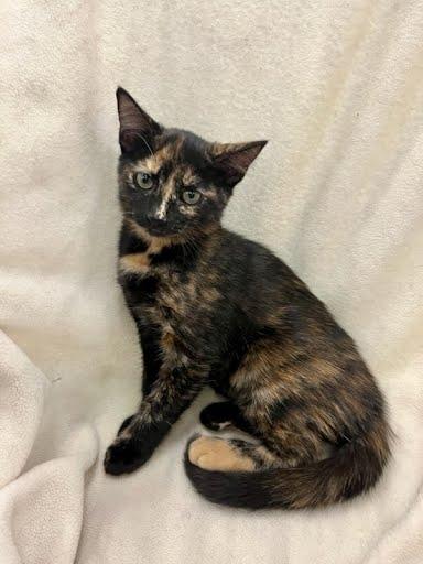 Enlarge Reba, a Adopted Domestic Medium Hair in Phoenix, AZ image 3/6