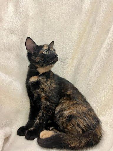 Enlarge Reba, a Adopted Domestic Medium Hair in Phoenix, AZ image 4/6