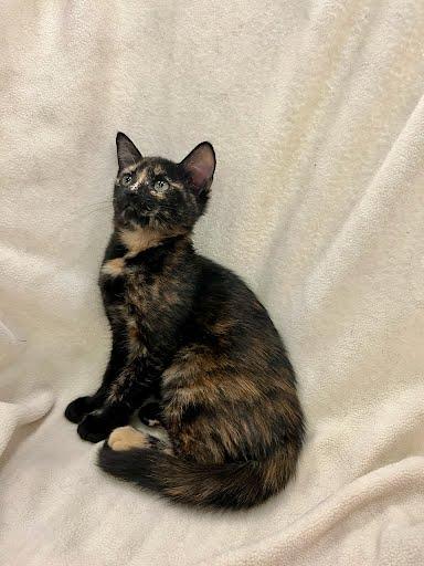 Enlarge Reba, a Adopted Domestic Medium Hair in Phoenix, AZ image 5/6