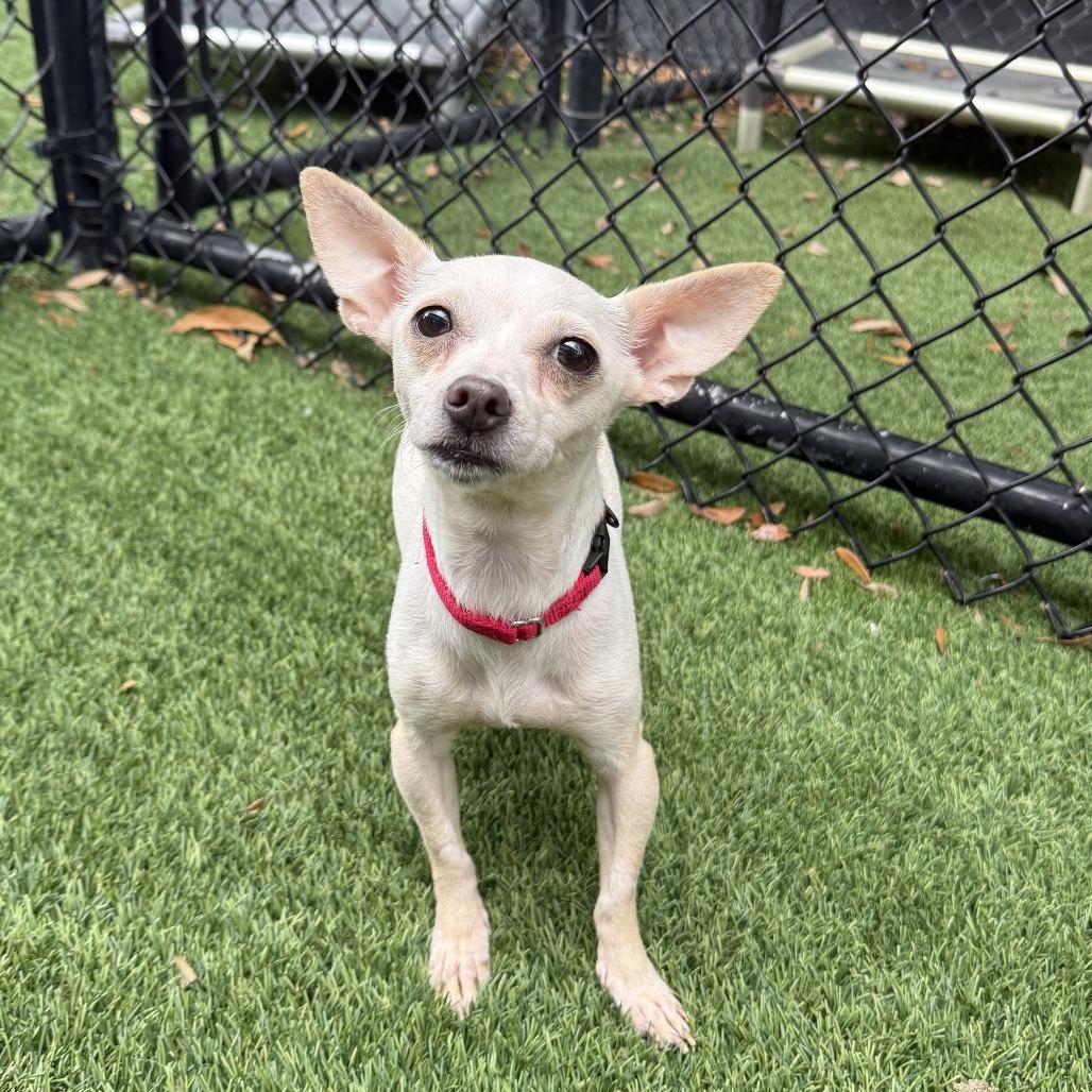 Poppy — thumbnail 2