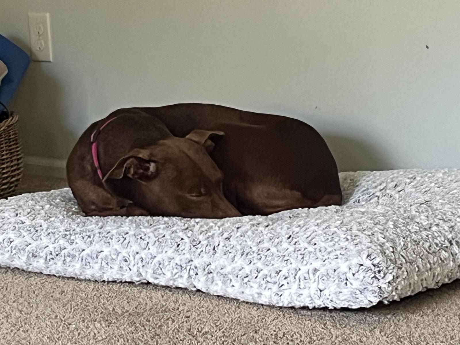 Maggie, Adopted, Adult Female Doberman Pinscher & Chocolate Labrador Retriever.