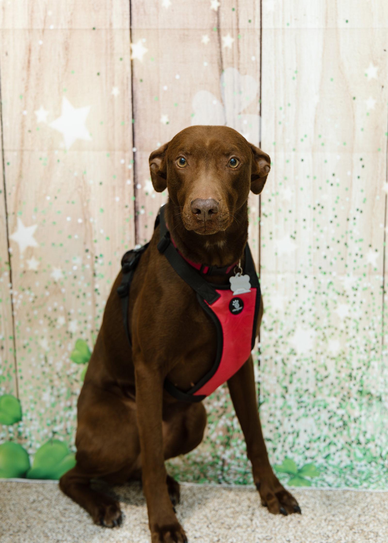 Maggie, a Adopted mixed breed in Minneapolis, MN image 3/3