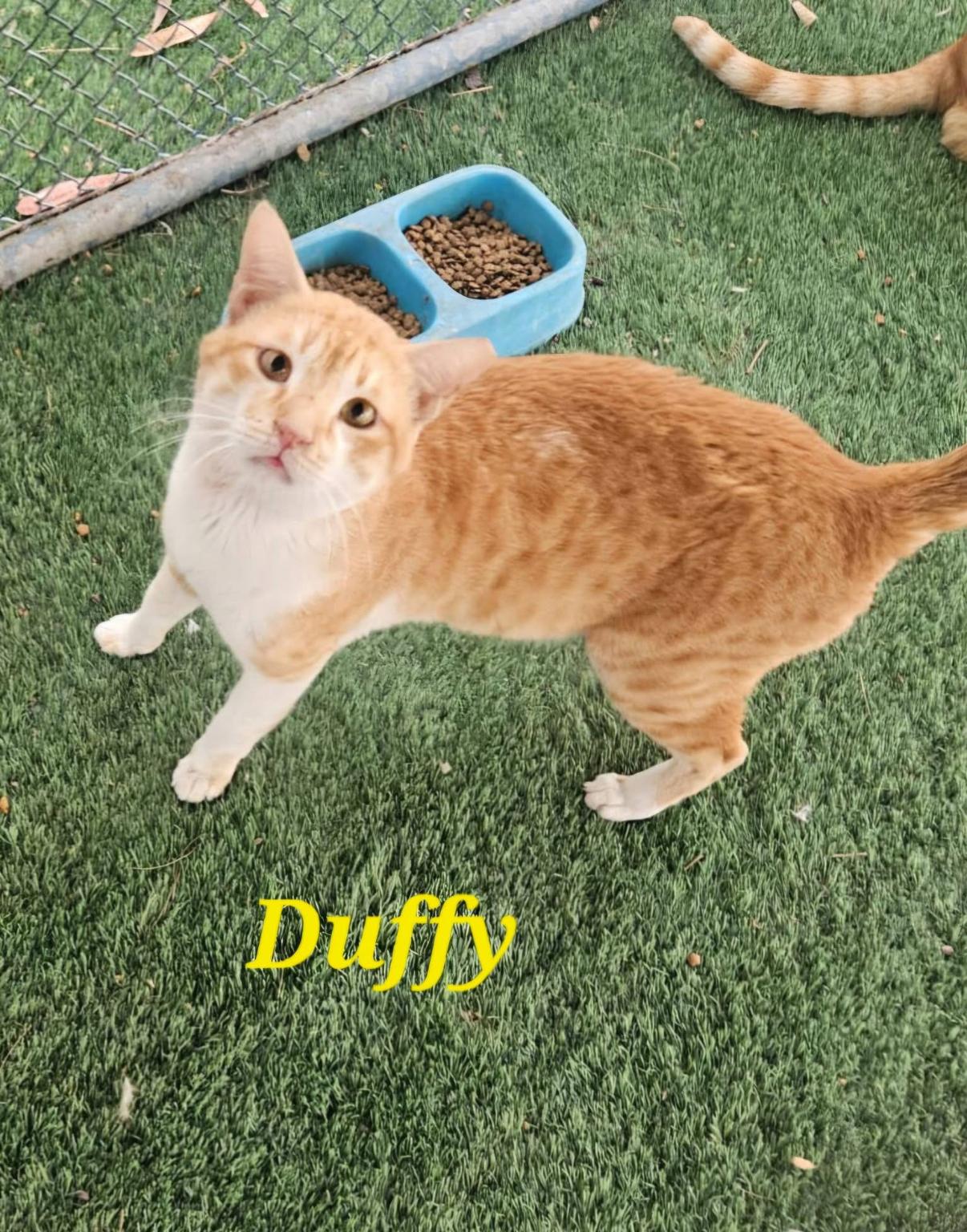 Enlarge Duffy , a ADOPTABLE Egyptian Mau in Tampa, FL image 1/1
