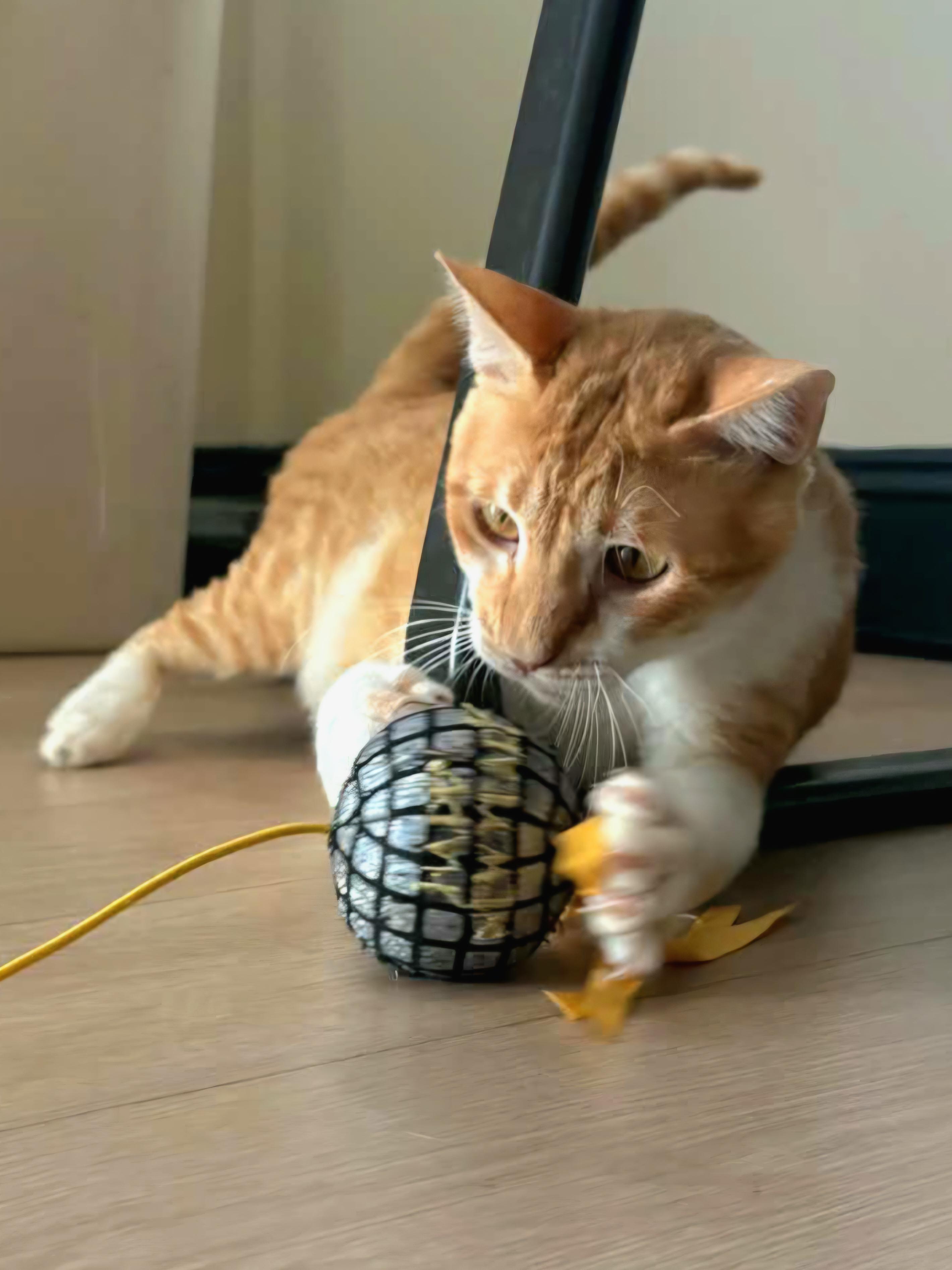Duffy , a ADOPTABLE Egyptian Mau in Tampa, FL image 3/3