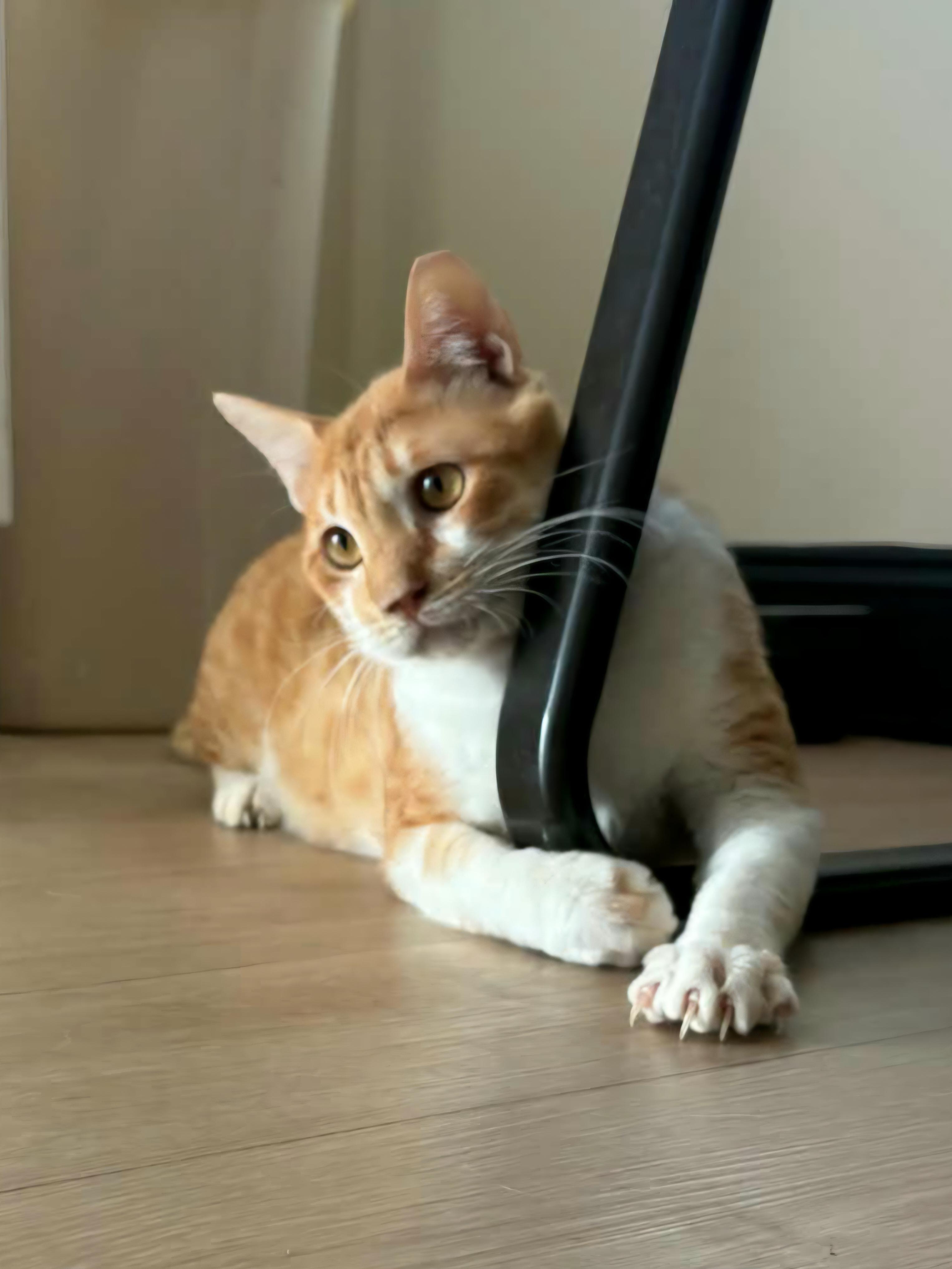 Duffy , ADOPTABLE, Adult Male Egyptian Mau.