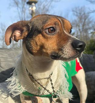 Enlarge Ash, a ADOPTABLE mixed breed in Canterbury, CT image 1/6