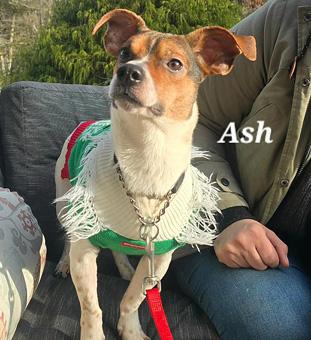 Enlarge Ash, a ADOPTABLE mixed breed in Canterbury, CT image 2/6
